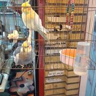 عروس هلندی نر