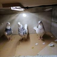 کفتر طوقی سرور کاکلی