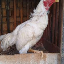 خروس لاری 8ماه نیم