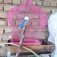 قفس پرندگان