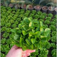 فروش عمده سبزه نارنج