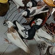 کبوتر طوقی سرتابا سیاه