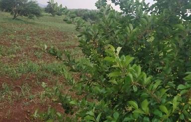 فروش6هزار مترباغ دارای خانه باغ واستخر درالنجق