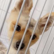 سگ نر دارم برای جفتگیری ماده لازم دارم