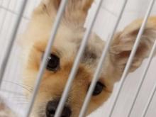 سگ نر دارم برای جفتگیری ماده لازم دارم در شیپور