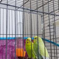 مرغ عشق نروماده مولد کاهویی