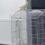 عروس هلندی با قفس