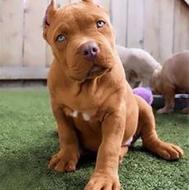 توله سگ پیت بول خوش رنگ واگذاری