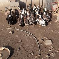 اردک شالیزاری نر 35عدد