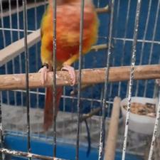 طوطی گرینچیک سخنگو