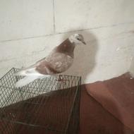 جوجه کفتر (نر)