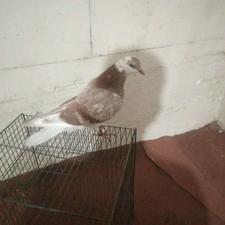 جوجه کفتر (نر)