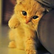 نیازمند سویت یا خانه بافت قدیمی هستم برای اجاره یک ساله