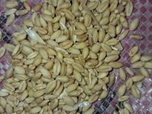 خریدار گندم در شیپور