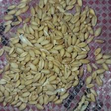 خریدار گندم