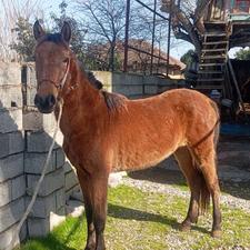 کره اسب مادیان جوان