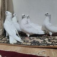 کبوتر سفید نوک جم