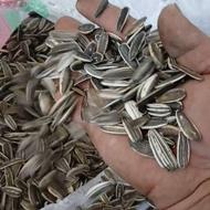 بذر تخمه سنقری