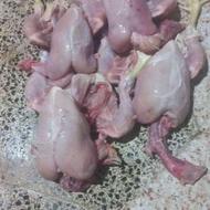 غذای اماده و بسته بندی شده سگ