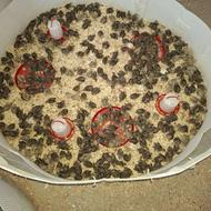 جوجه بلدرچین یکروزه