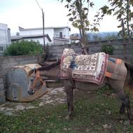 یک عدد اسب مادیان