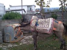 یک عدد اسب مادیان در شیپور