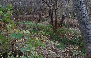 فروش ملک 1000متری