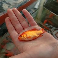 ماهی قرمز عمده و خرده