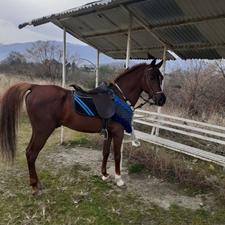 اسب نریان کرد