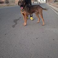 سگ نگهبان آدمگیر واگذار