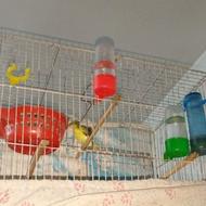 6 تا قناری نر و ماده با قفس