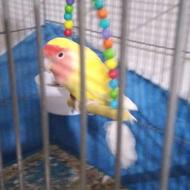 طوطی برزیلی