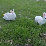 خرگوش نر ماده سفید سالم سرحال