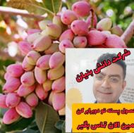 افزایش دوبرابری محصول پسته