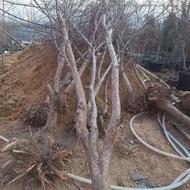 نهالستان درختان بزرگ بن دار روتبال