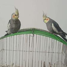 جفت طوطی عروس فوق سرحال بازیگوش نیمه رام و آوازخوان شدید