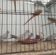 کبوتر زینتی الماسی