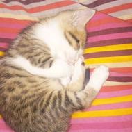 واگذاری بچه گربه موکوتاه امریکایی