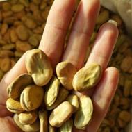 باقلابرکت وسوری