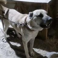 واگذاری سگ سرابی درالبرزماه دشت