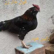 گلین لری حرفه ای