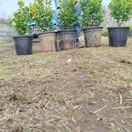 شمشاد طلایی