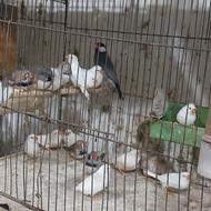 همه نو پرنده.....