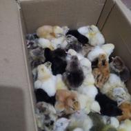 جوجه محلی 5 روزه