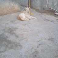 واگذاری یک،عددماده،پشدرنسل،دار3ساله،امادجفت،گیری