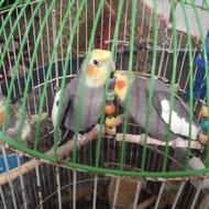 سه عدد طوطی عروس سالم. سالم به شرط تضمین