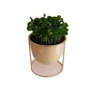 پیش فروش سبزه نارنج