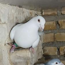 کفتر کبوتر المانی