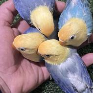 پاربلو اوپلاین