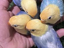 پاربلو اوپلاین در شیپور